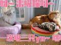 小猫短视频,小猫短视频里的欢乐时光