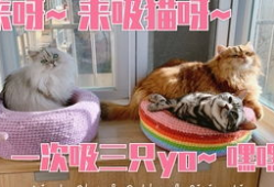 小猫短视频,小猫短视频里的欢乐时光