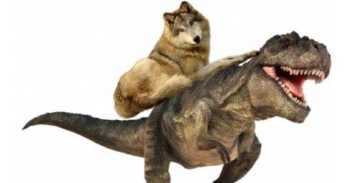 抖狼短视频,抖狼魅力全解析